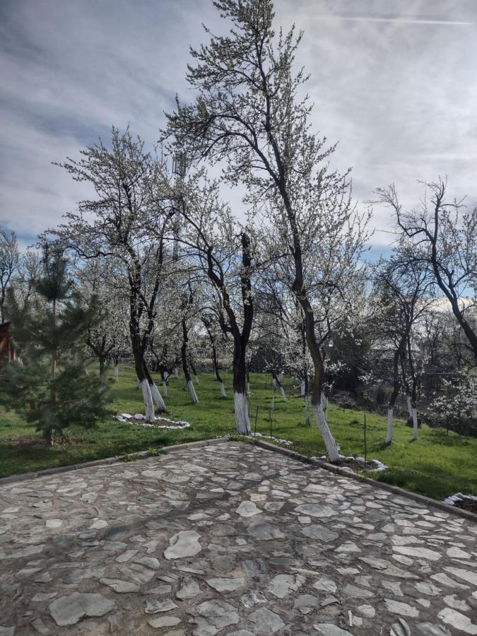 Pensiunea Codruta Cărpinişu Exterior foto